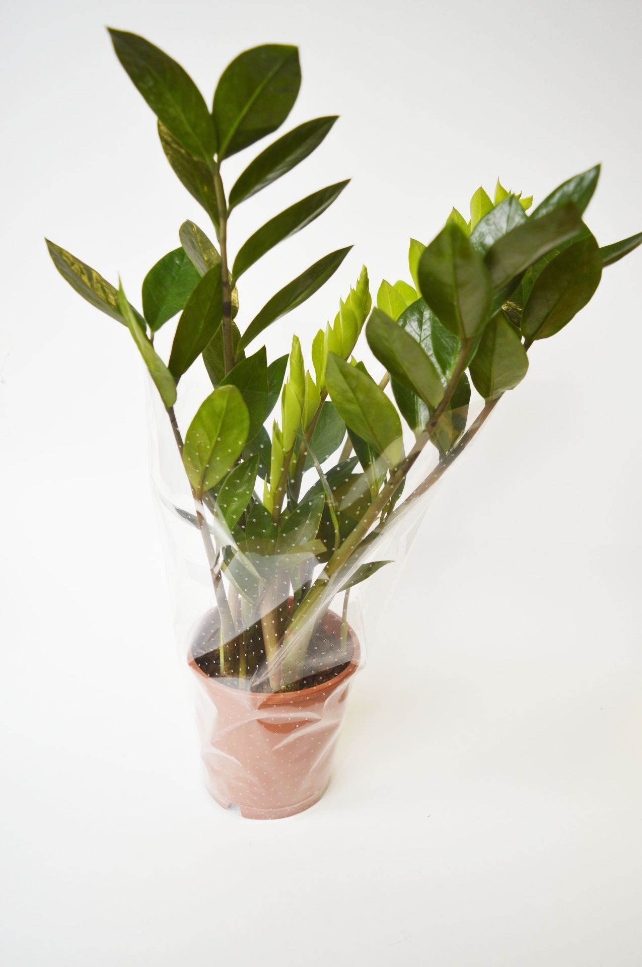 Производство полимерных гибких упаковочных материалов в Санкт-Петербурге - ООО ТПК Политехника